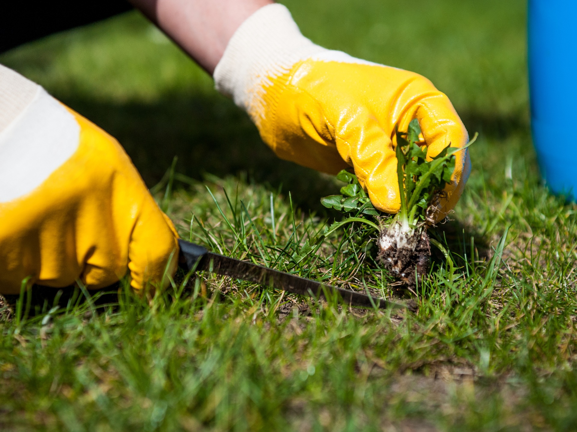 weeding on a lawn