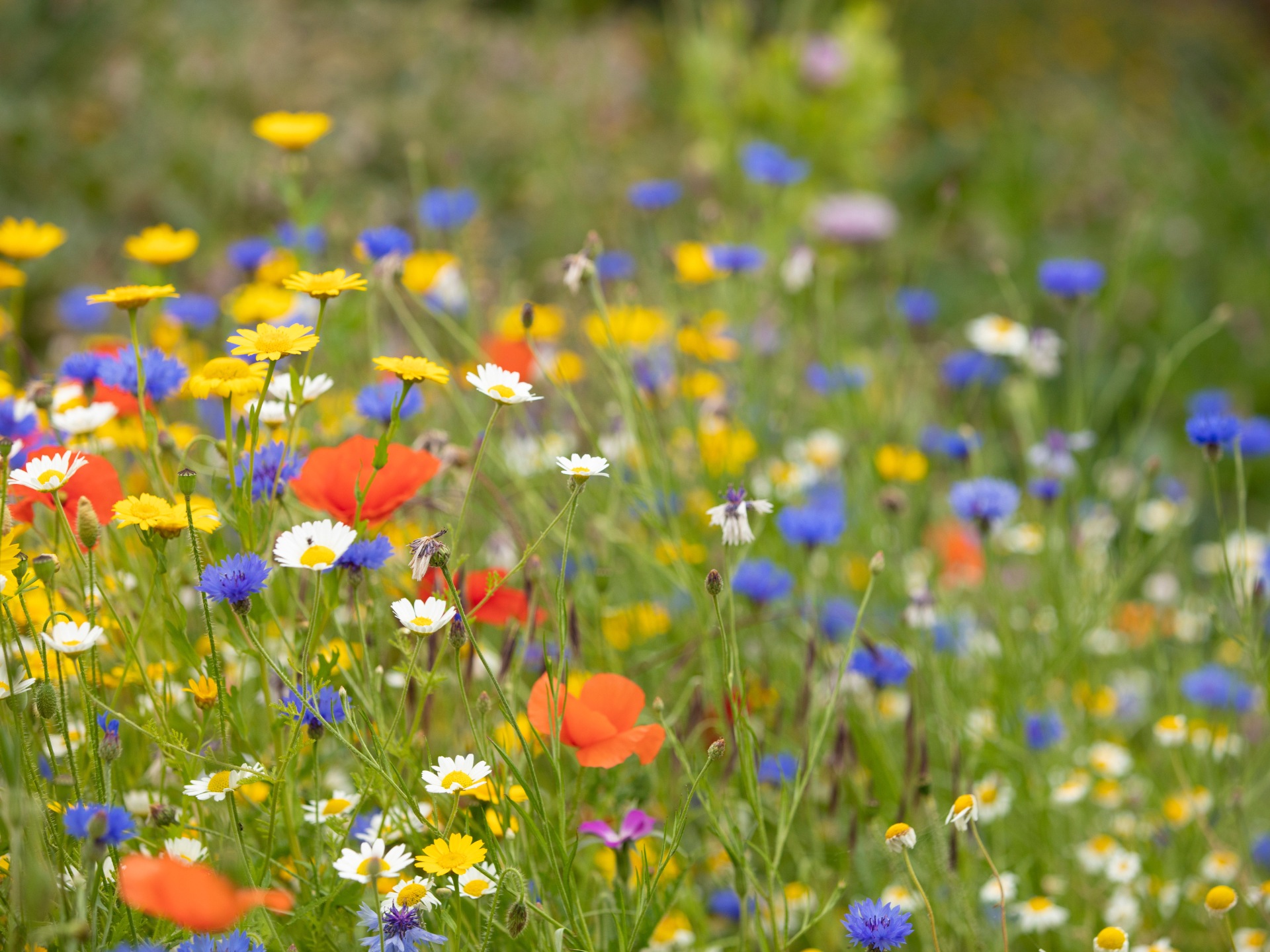 A wildflower meadow