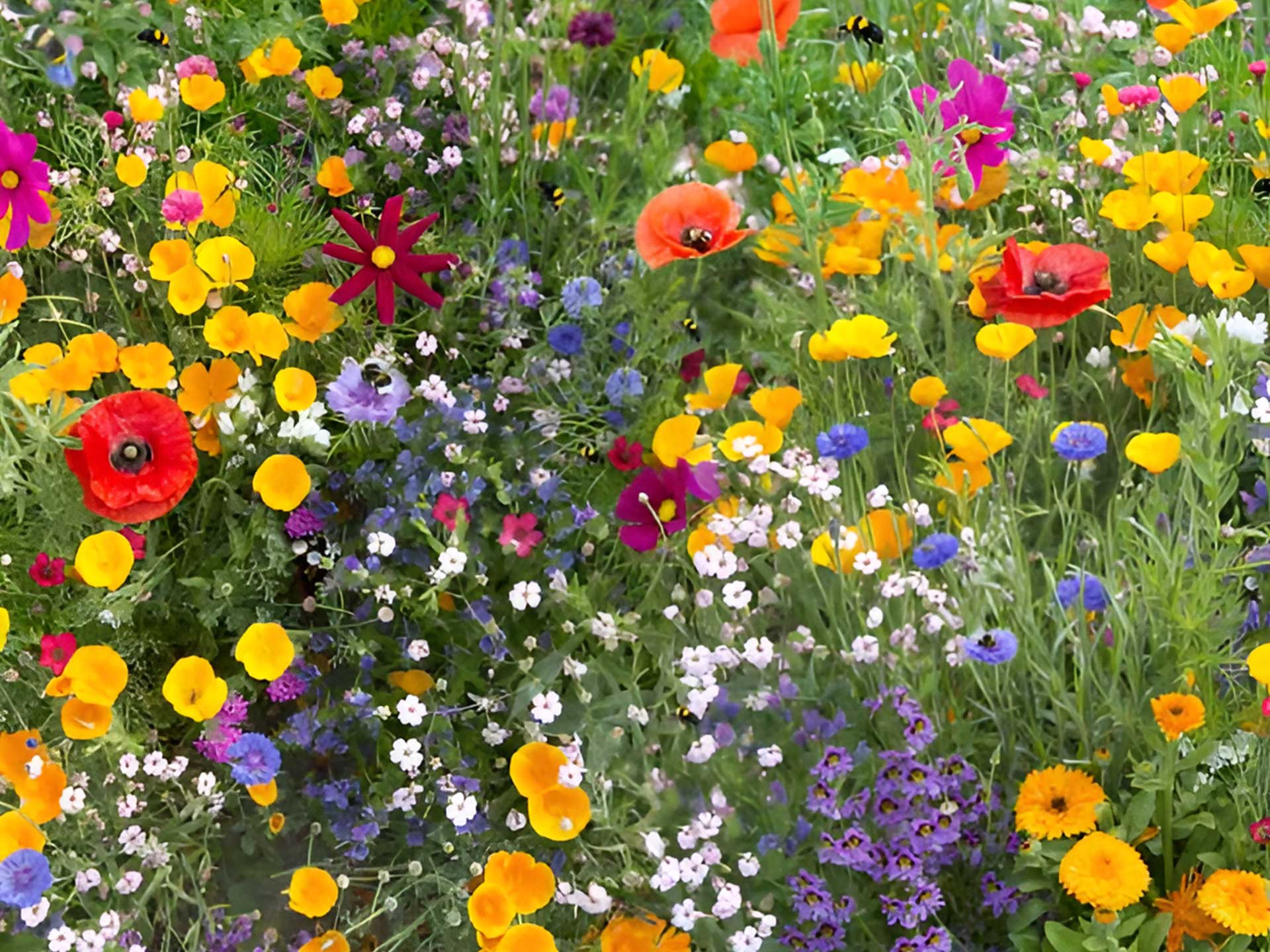 Agriframes have a rapid roll out of wildflowers to bring colour to a lawn-free garden