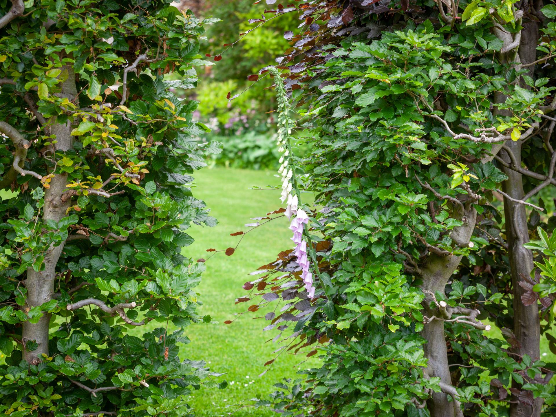 Beech hedging