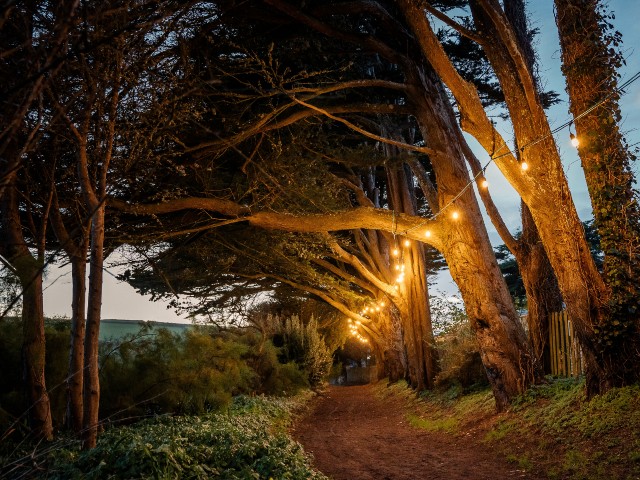 outdoor string lighting along a driveway in the woods