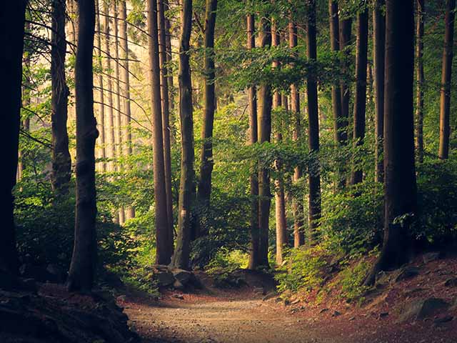 Kevin McCloud net zero carbon city revealed: it's a mature forest of deciduous trees