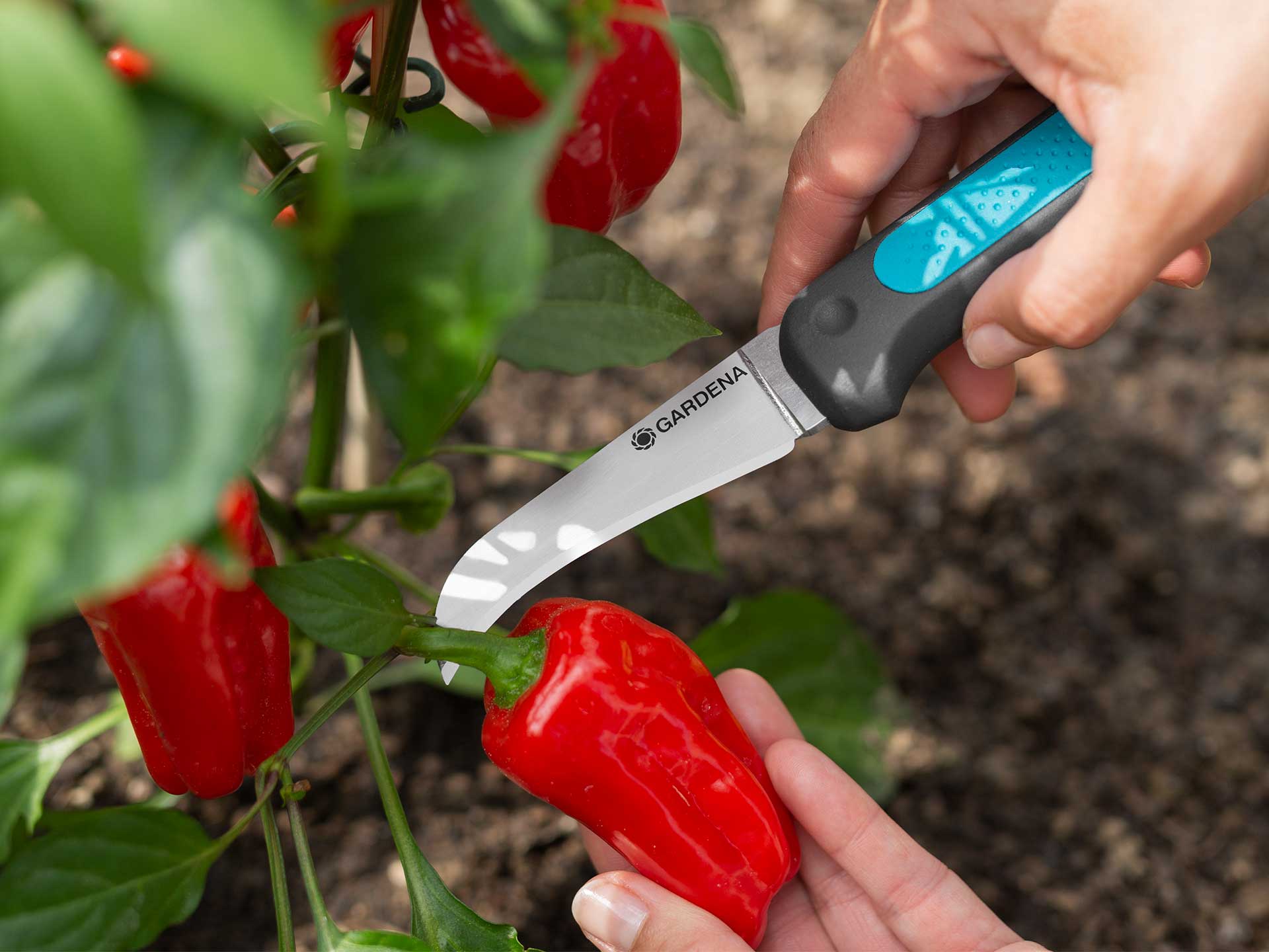 Chillies grow well in a no-dig bed