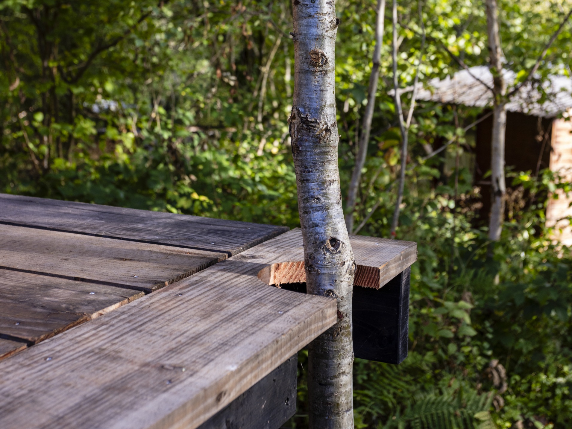 Grand Designs Series 24 Episode 5 - South Heredforshire - decking cut around tree