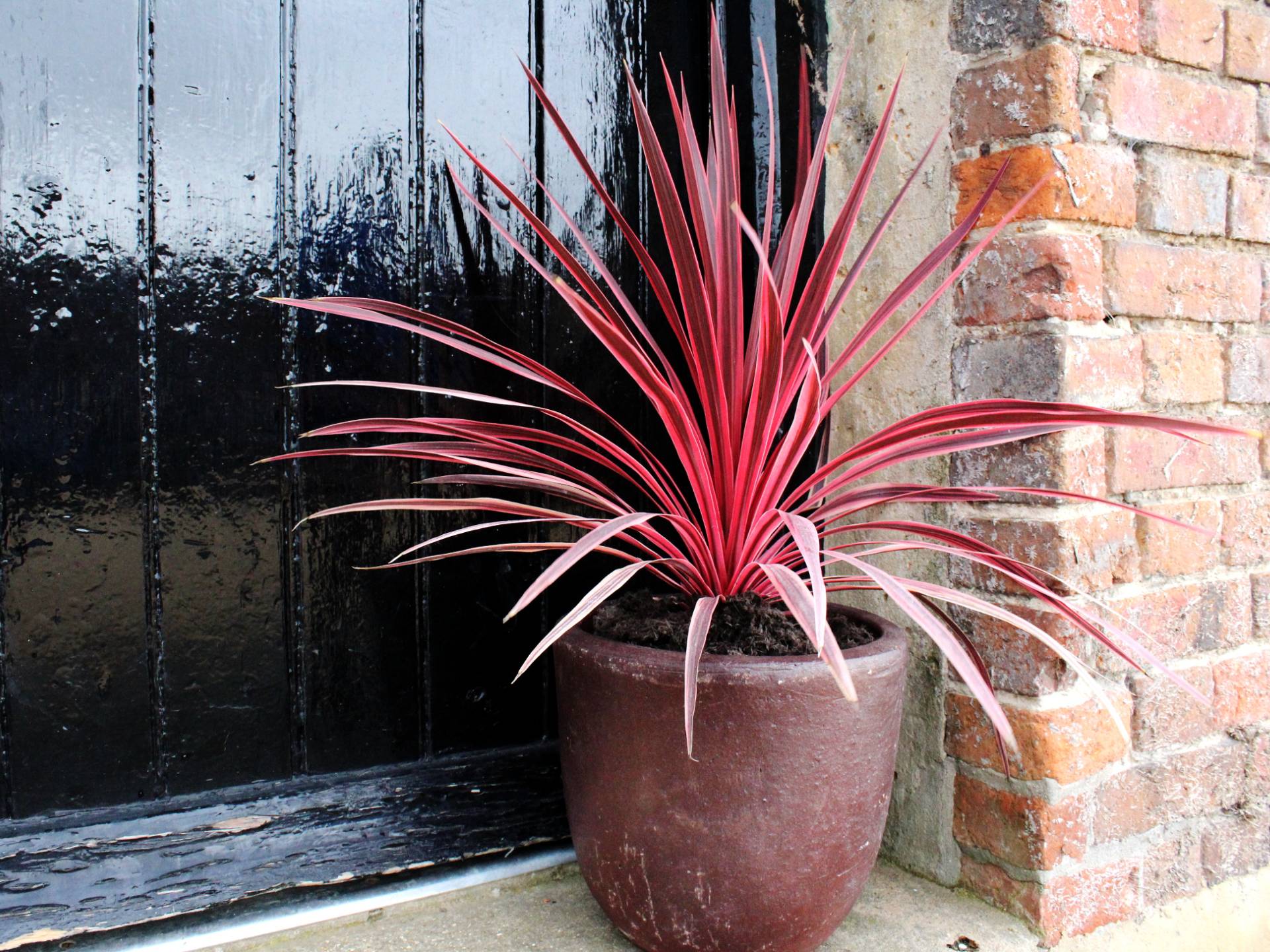 Cordyline pink star