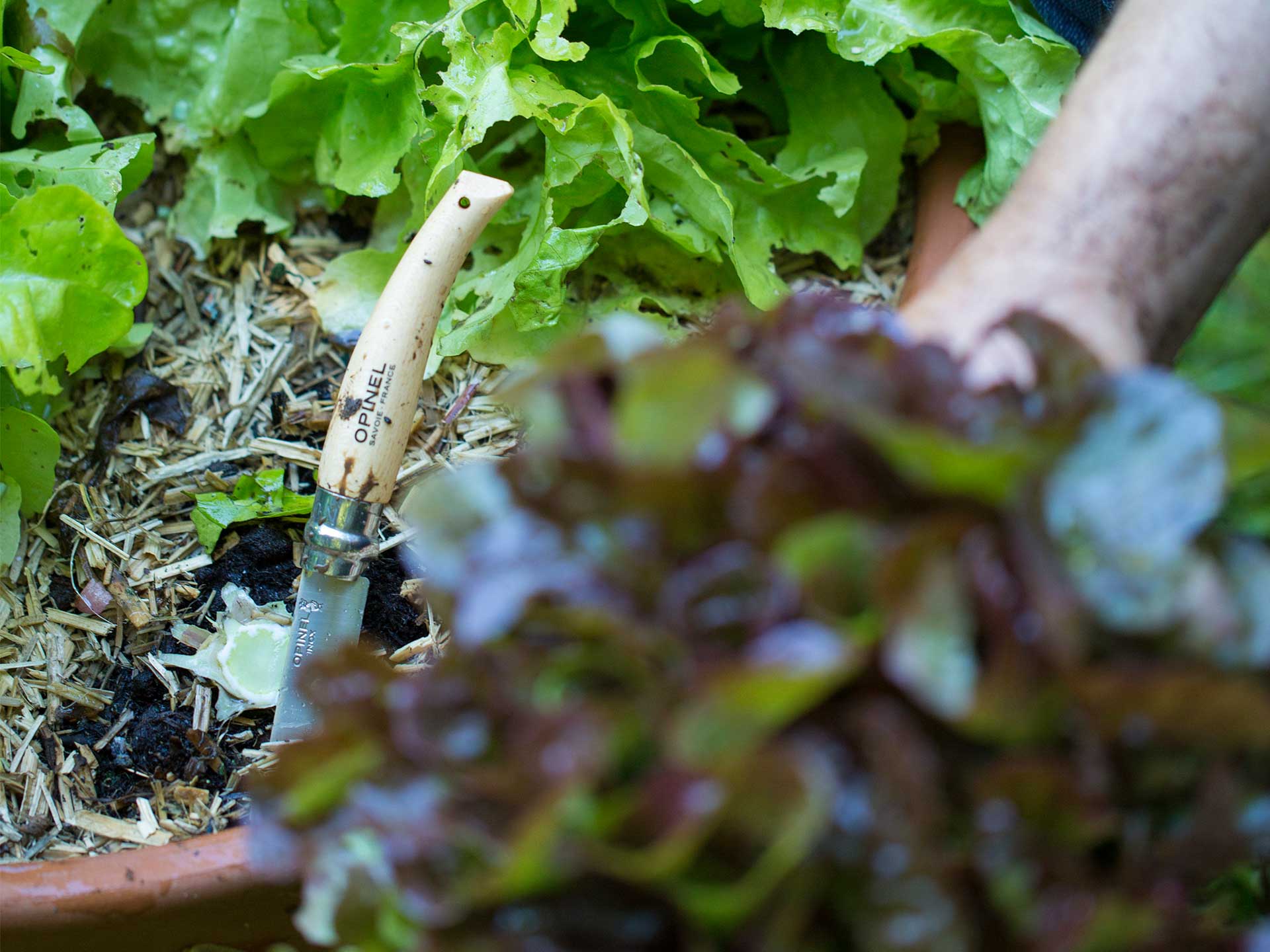 Embrace the joys of a fresh salad from your own kitchen garden