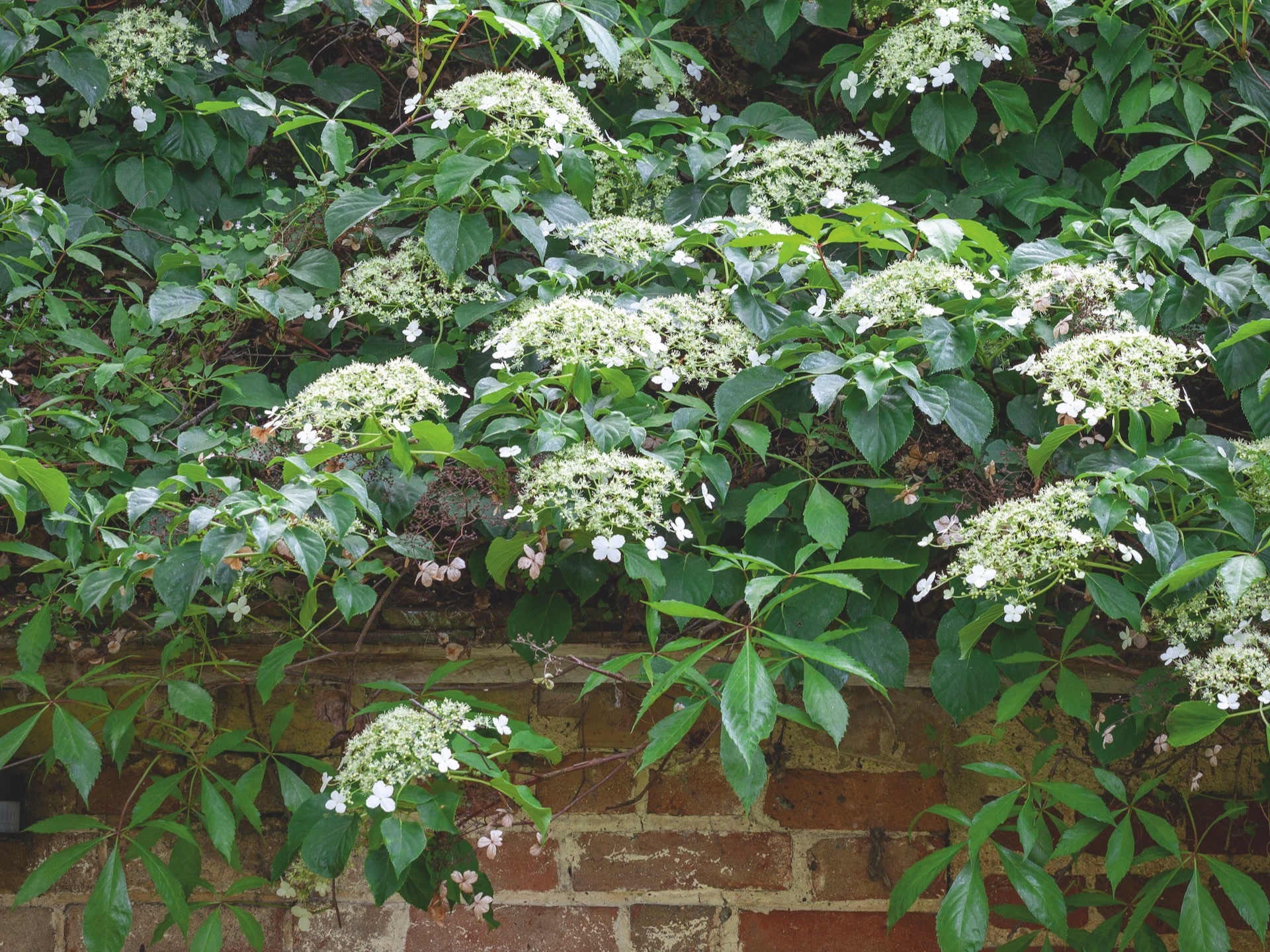 Hydrangea anomala subsp. petiolaris growing over garden wall