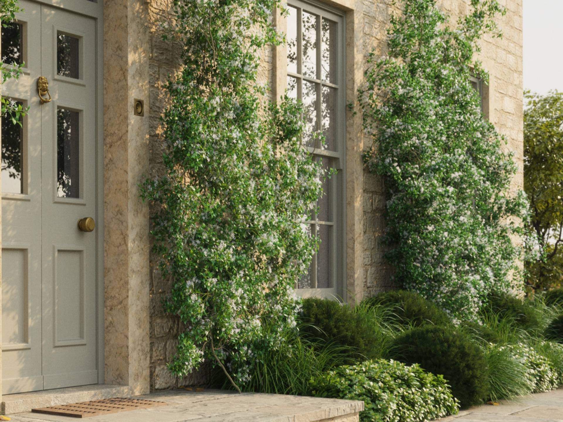 Jasmine growing up wall of large period house